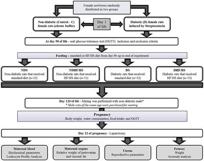 Congenital Anomalies Programmed by Maternal Diabetes and Obesity on Offspring of Rats